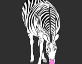 Coloring page Zebra painted byXavier