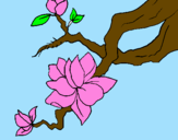 Coloring page Almond flower painted byDora