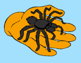Coloring page Tarantula painted byline