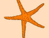 Coloring page Little starfish painted byCassy 