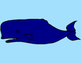 Coloring page Blue whale painted bysayde