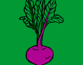 Coloring page beetroot painted bypapu