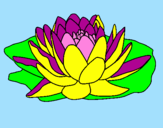 Coloring page Nymphaea painted bysandy