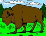 Coloring page Buffalo painted bymarcio