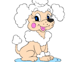 Coloring page Poodle painted bydd
