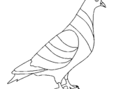 Coloring page Turtledove painted by06470639