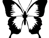 Coloring page Butterfly with black wings painted by06470639