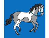 Coloring page Horse 5 painted bypix4434