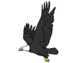 Coloring page Eagle flying painted byChance