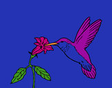 Coloring page Hummingbird and flower painted byeden