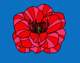 Coloring page Corn poppy painted bybella