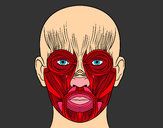 Coloring page Facial muscles painted byBigricxi