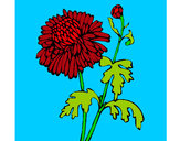 Coloring page Zinnia painted byShebear