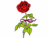 Coloring page A rose painted bybella