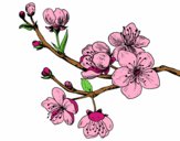 Coloring page Cherry-tree branch painted byJoni