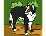 Coloring page Wolf painted bySheridan