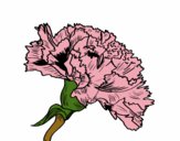 Coloring page Carnation flower painted bysparker