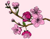 Coloring page Cherry-tree branch painted bysparker