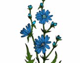 Coloring page Chicory painted bysparker
