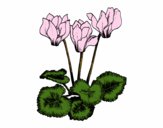Coloring page Cyclamen painted bysparker