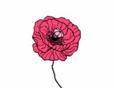 Coloring page Poppy flower painted bysparker
