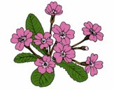 Coloring page Primula painted bysparker