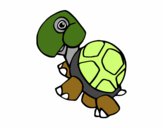 Land turtle
