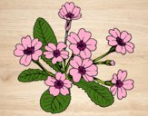 Coloring page Primula painted byNeeta
