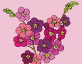 Coloring page Cherry tree flower painted byDivaDee