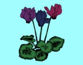 Coloring page Cyclamen painted bybella