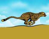 Coloring page Cheetah running painted byCharlotte