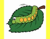 Caterpillar eating