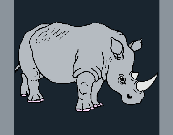 Rhinoceros 3