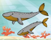 Coloring page Whales painted byponee59