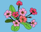 Coloring page Primula painted byBumblebee