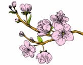 Coloring page Cherry-tree branch painted byMarisa