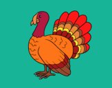 Coloring page Common turkey painted bymindella