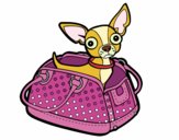 Chihuahua of travel