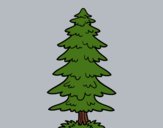 A fir