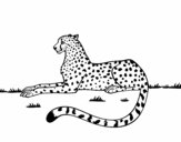 Coloring page Cheetah resting painted bySassy