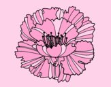 Coloring page Clove pink painted byAnia