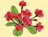 Coloring page Primula painted byLoLamb
