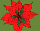 Coloring page Poinsettia flower painted byKathy