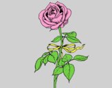 Coloring page A rose painted byAnia