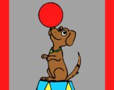 Coloring page Circus dog painted byAnia