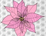 Coloring page Poinsettia flower painted byAnia