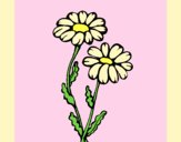 Coloring page Daisies painted byAnia