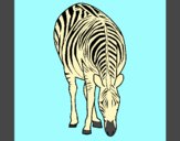 Coloring page Zebra painted byAnia
