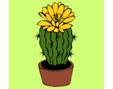 Cactus with flower