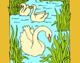 Coloring page Swans painted byAnia